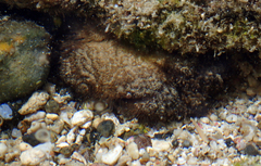 Pilumnus vespertilio