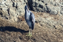 Egretta gularis