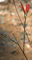 Castilleja minor