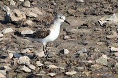 Calidris minuta