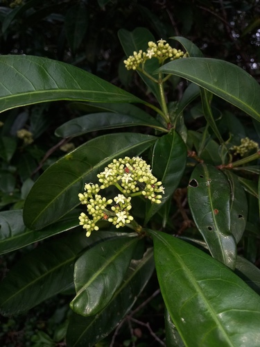 Psychotria anceps