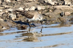 Calidris minuta