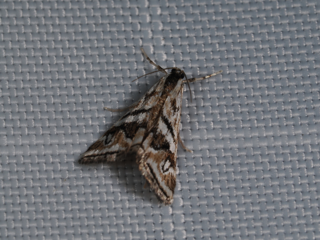 Cataclysta psathyrodes