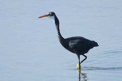 Egretta gularis