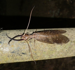 Corydalus peruvianus