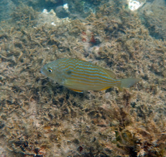 Western Atlantic Seabream photo 5