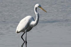 Ardea alba