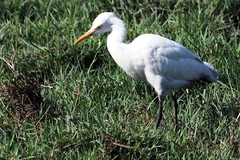 Ardea intermedia