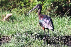 Plegadis falcinellus