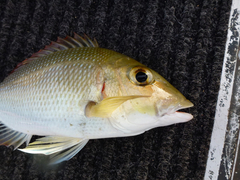 Lethrinus lentjan
