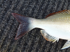 Lethrinus lentjan