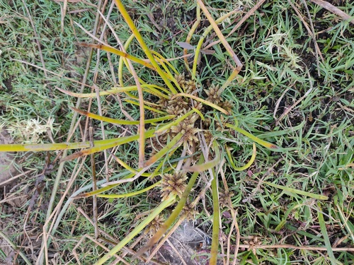 Schoenoplectiella articulata, 2025-03-03