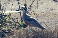 Esacus recurvirostris