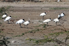 Threskiornis melanocephalus