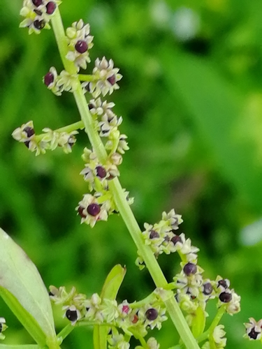 Many-seeded Goosefoot