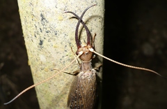 Corydalus peruvianus