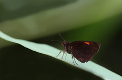 Koruthaialos rubecula