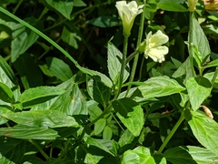 Epilobium luteum