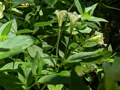 Epilobium luteum