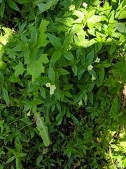 Epilobium luteum