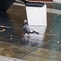 Columba livia domestica