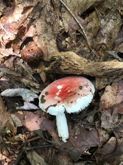 Russula aquosa