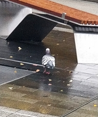 Columba livia domestica