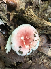 Russula aquosa