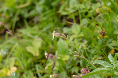 Silene parryi