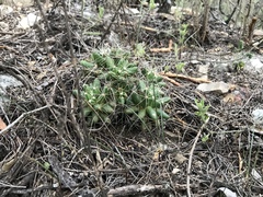 Mammillaria longimamma