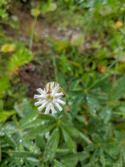 Silene parryi