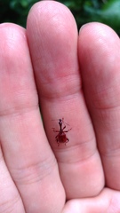 Paratrachelophorus nodicornis