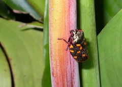 Mahanarva costaricensis