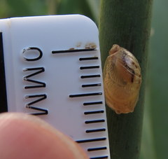 Succineidae