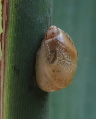 Succineidae