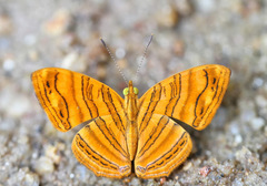 Chersonesia intermedia