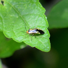 Poecilocapsus nigriger