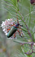 Stenaspis verticalis