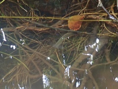 Hirudo nipponia