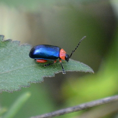 Asphaera abdominalis