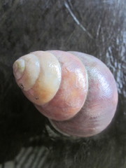 Helicostyla rufogaster