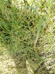 Panicum miliaceum ruderale