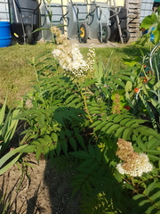 Sorbaria sorbifolia