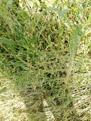 Panicum miliaceum ruderale