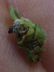 Insecta