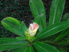 Costus guanaiensis