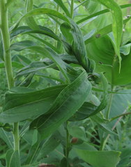 Insecta