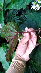 Begonia lukuana