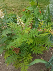 Sorbaria sorbifolia