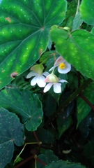 Begonia lukuana